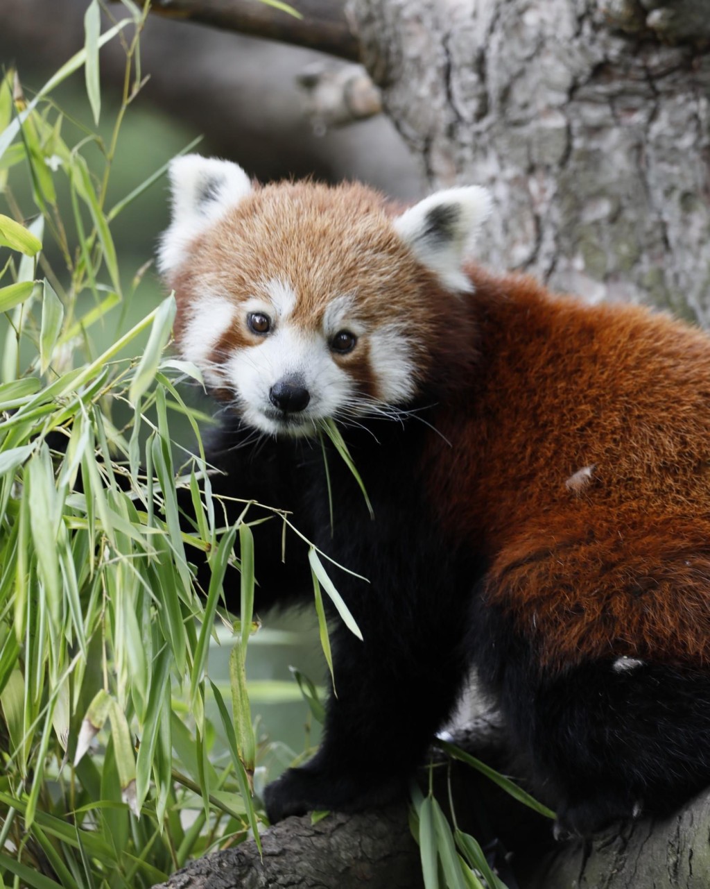 Roxie的母亲Ginger 10月底才刚去世。 Edinburgh Zoo