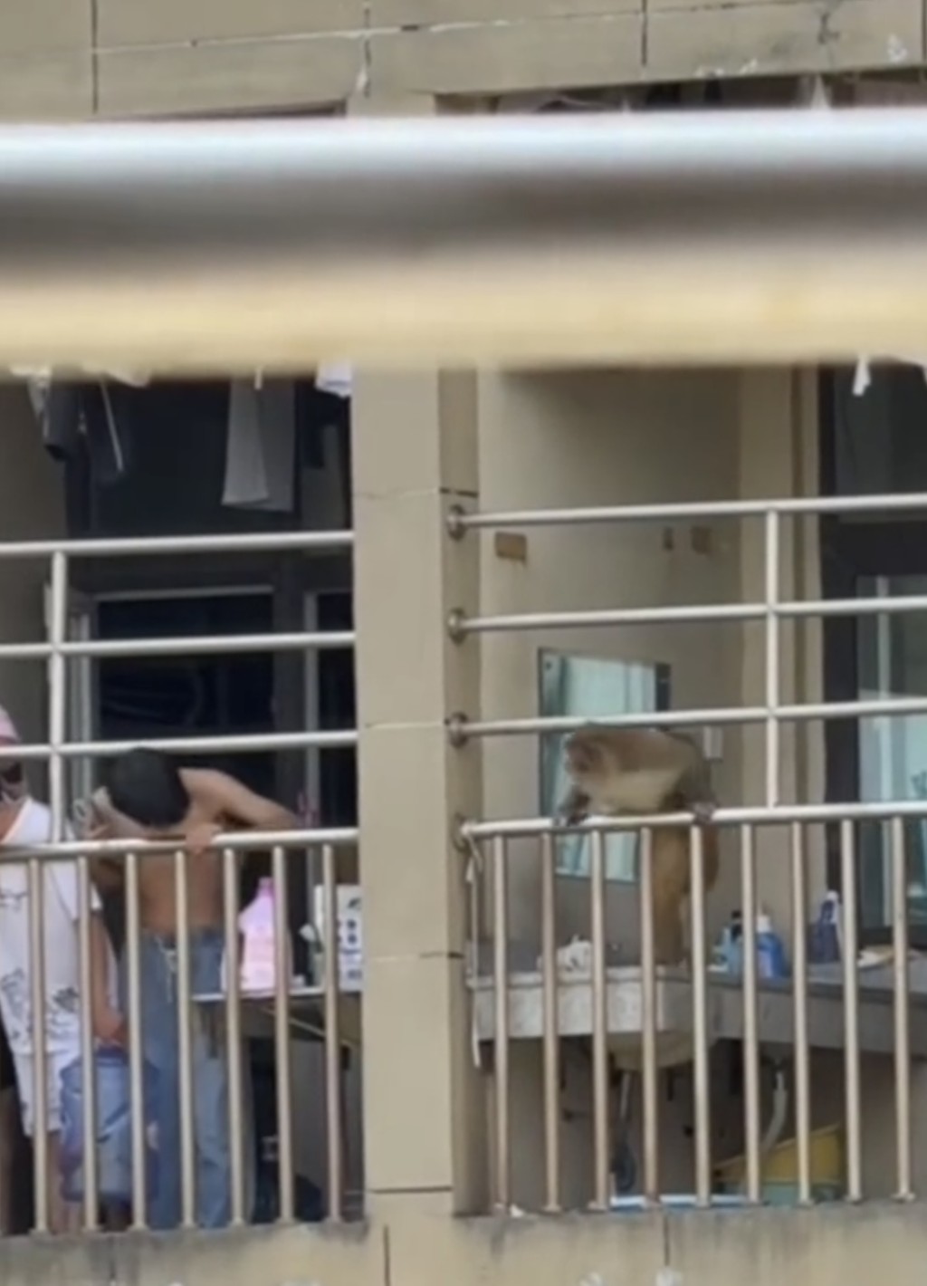 猴子闖入貴州大學宿舍。抖音@煙雨江南秋