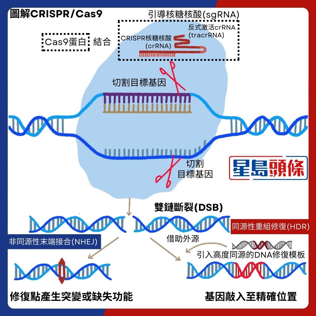 圖解CRISPR/Cas9技術