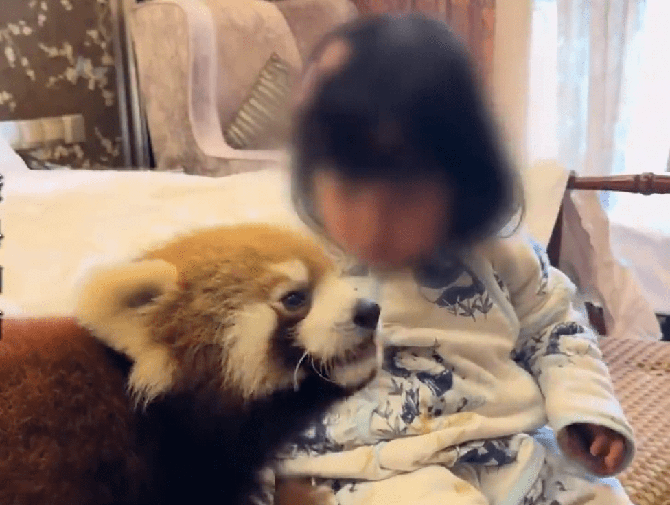 重慶五星酒店小熊貓Morning Call,因動物與兒童自由互動惹議。 重慶五星酒店小熊貓Morning Call,因動物與兒童自由互動惹議。