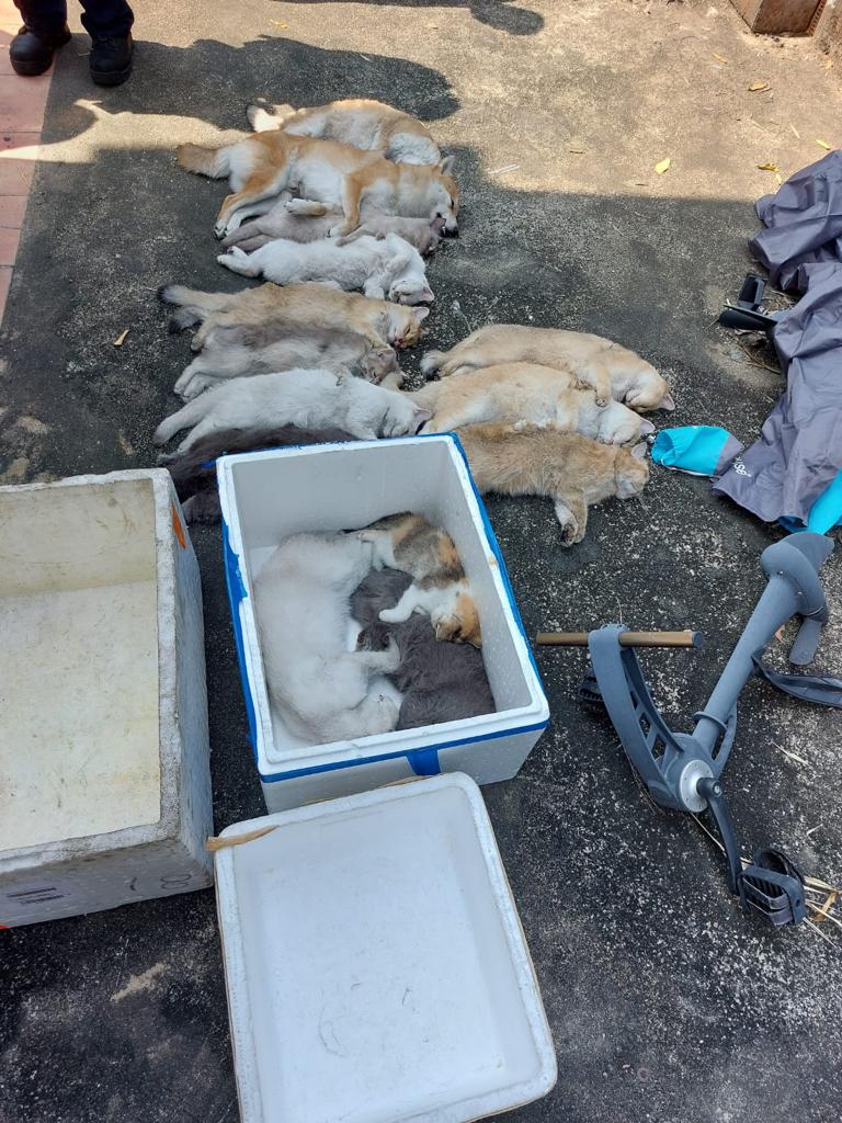 14隻貓狗監生被焗死。
