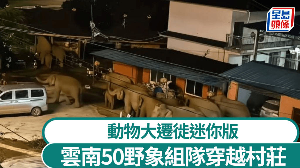 西雙版納磨憨鎮日前出現廿年罕見的50頭野象穿越事件。