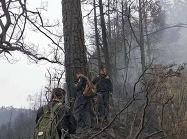 雲南松樹上留下被雷擊的痕迹。網圖