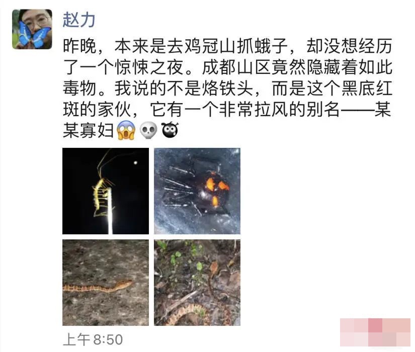 華希昆蟲博物館館長趙力發現怪肥腹蛛。網圖