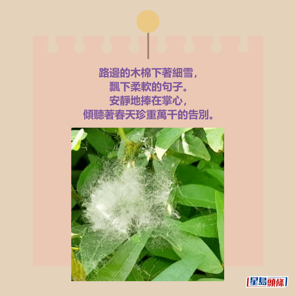 路邊的木棉下著細雪, 飄下柔軟的句子。 安靜地捧在掌心, 傾聽著春天珍重萬千的告別。 路邊的木棉下著細雪, 飄下柔軟的句子。 安靜地捧在掌心, 傾聽著春天珍重萬千的告別。