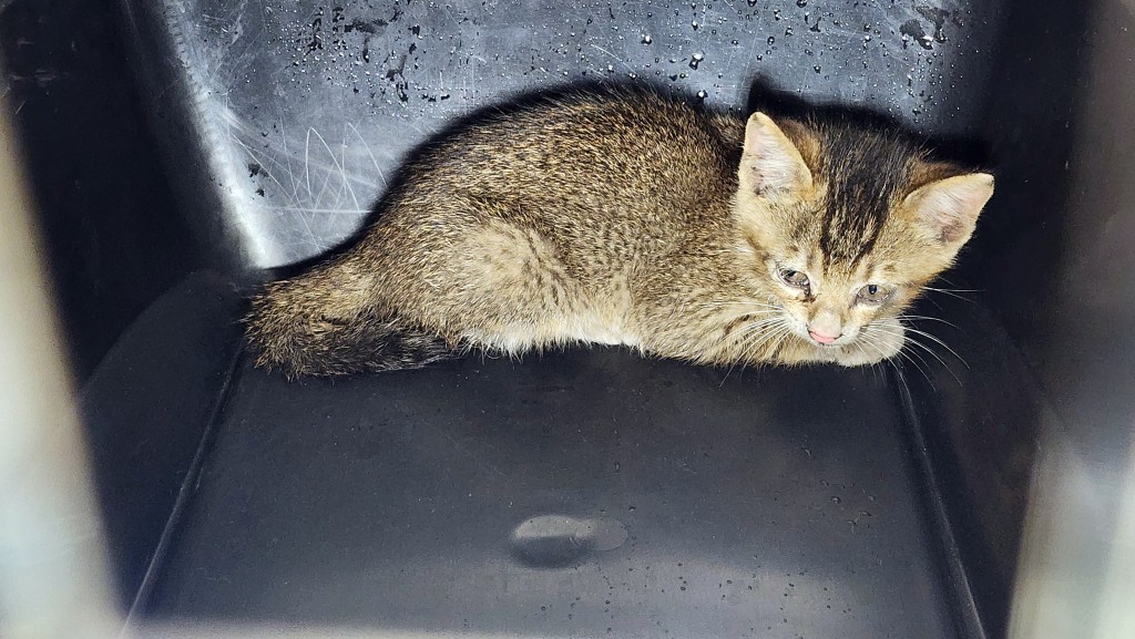 小猫被困两小时后获救。黄文威摄