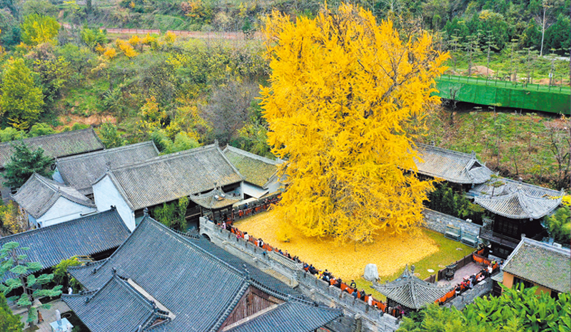 西安终南山古禅寺的千年银杏树