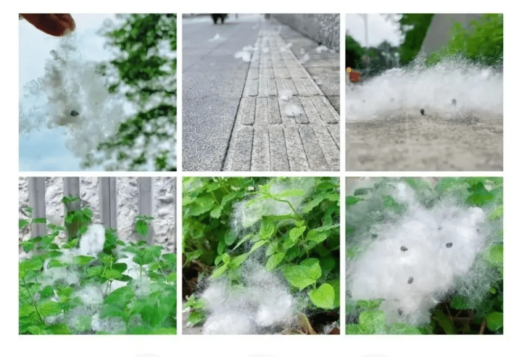 網上湧現大量深圳街頭木棉飛絮的照片。