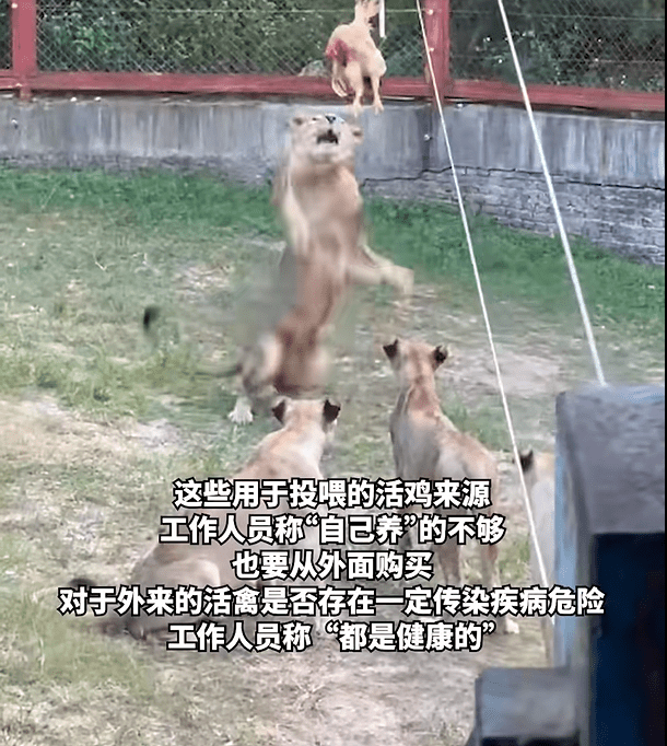 福建动物园活鸡喂猛兽被指血腥，网民斥如同“娱乐玩具”。《澎湃新闻》