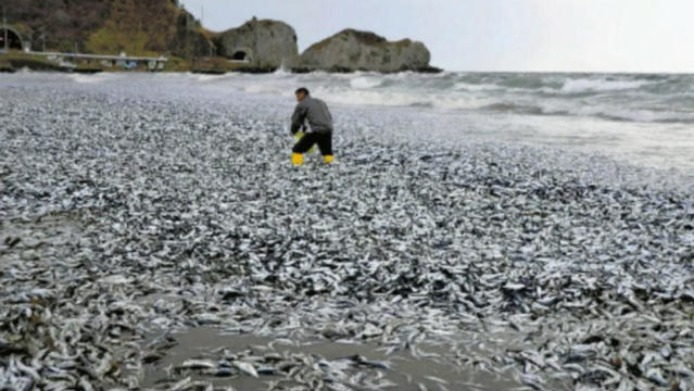 去年12月，日本北海道函館市有數以萬計的沙甸魚與鯖魚被海浪沖上了戶井漁港附近的海灘，範圍超過了一公里。網上圖片