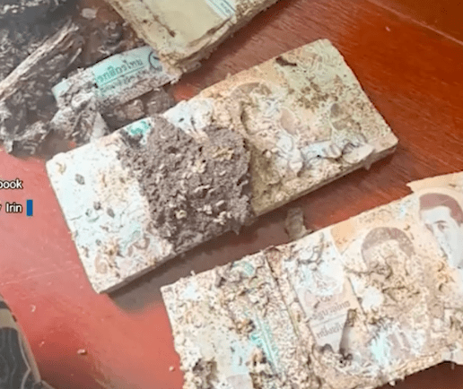 保险箱虽成功防住了小偷，却未能抵挡无孔不入的白蚁侵袭。