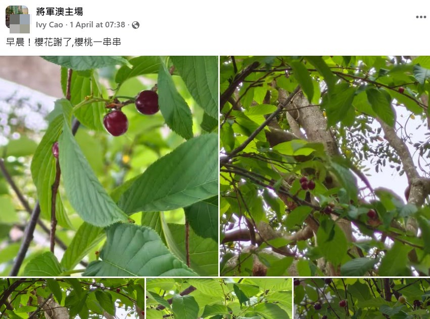 facebook截图（资料来源：Ivy Cao＠facebook将军澳主场）