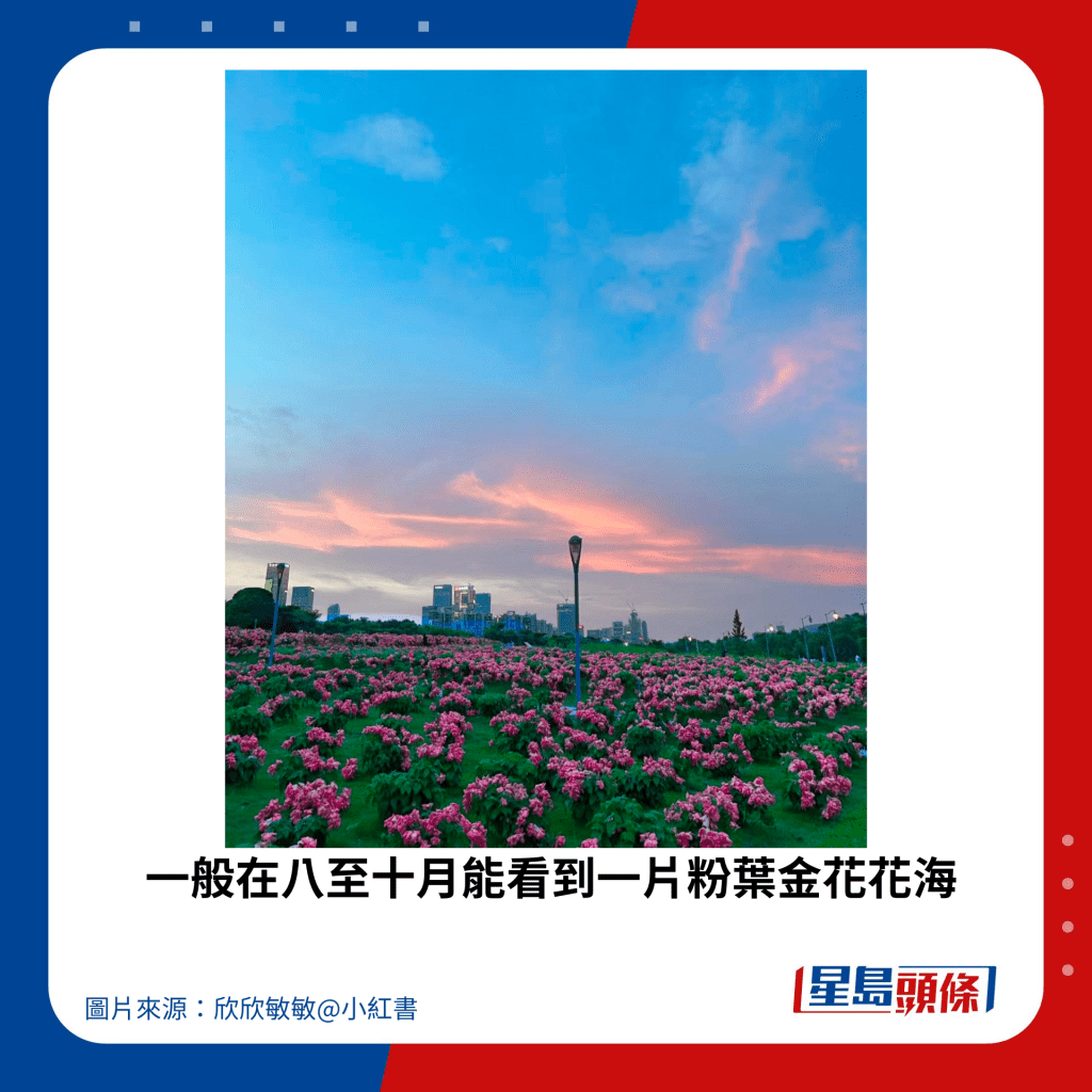 一般在八至十月能看到一片粉葉金花花海。
