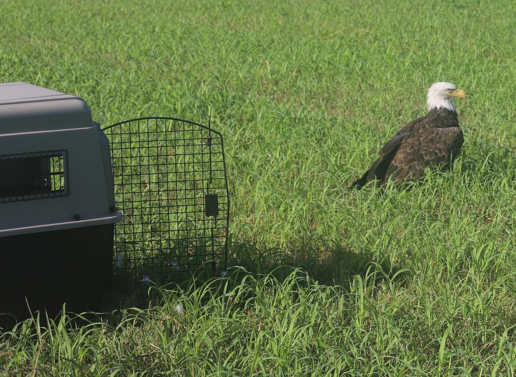 环境保护部门人员将白头海雕（Bald eagle）带回检查。 facebook