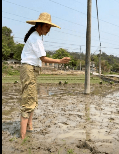 麥家琪跟農民一同插秧。
