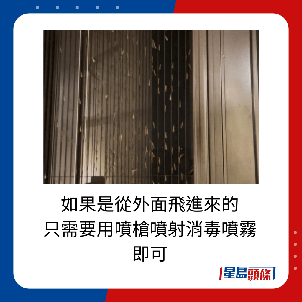 如果是从外面飞进来的，只需要用喷枪喷射消毒喷雾 即可。