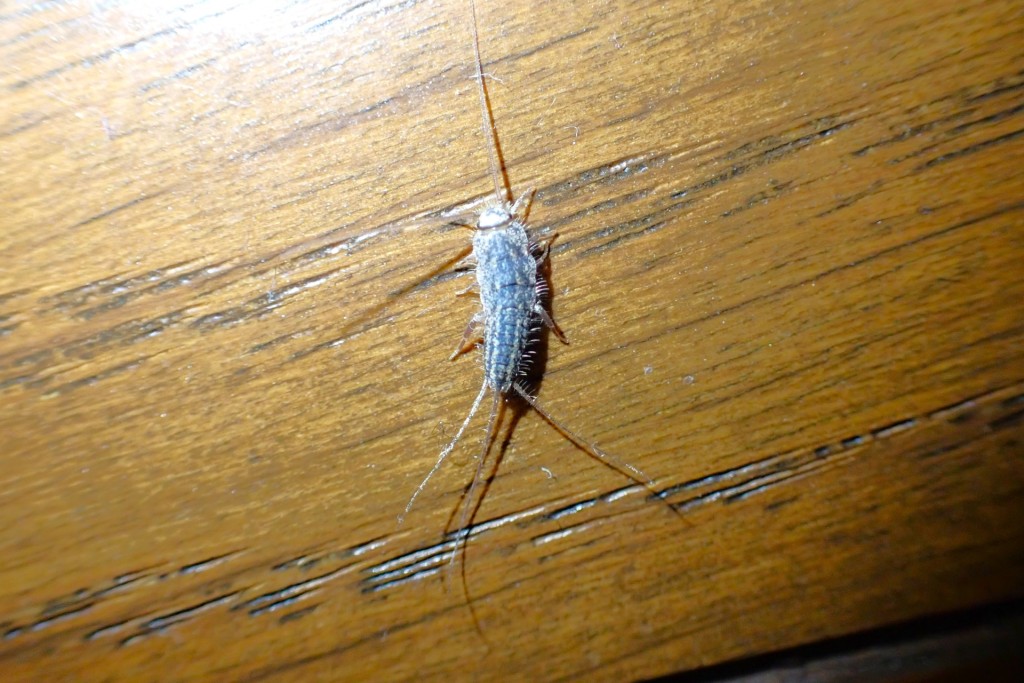 衣鱼又称蠹鱼或银鱼（PhotoAC）