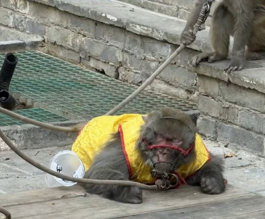 河南有景区的猴子表演被指责有虐畜之嫌。