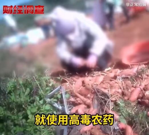 為了增加番薯產量，雲南的種植者私下偷用「禁藥」甲拌磷殺蟲（圖：央視《財經調查》）