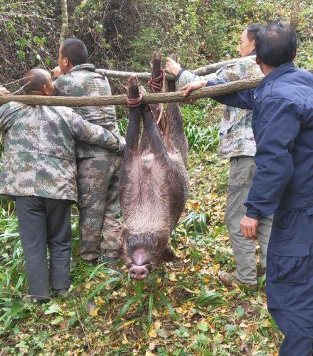 縣林業局向專業捕殺隊開價,捕殺一隻野豬酬勞2,000元。互聯網圖片