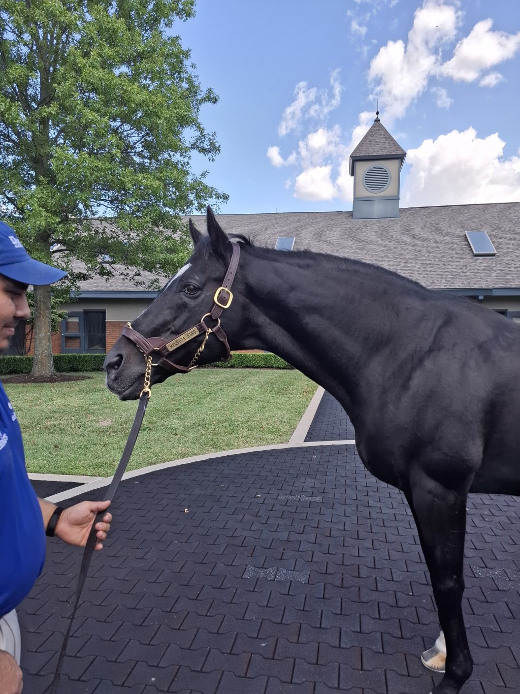 Medaglia d'Oro「金奖章」现时已经二十五岁。