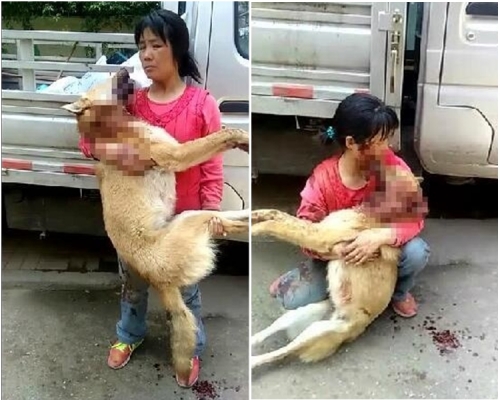 「憨子」被虐后，披著一身血迹跑回家后断气死亡。网图