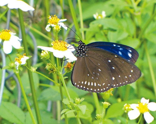 南丫島發現斑蝶群聚地點，八成是藍點紫斑蝶。