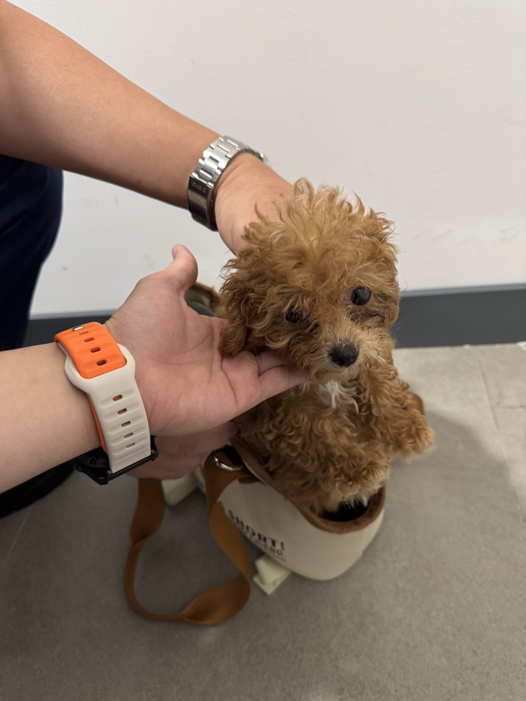 其中一隻懷疑非法進口幼犬。海關圖片