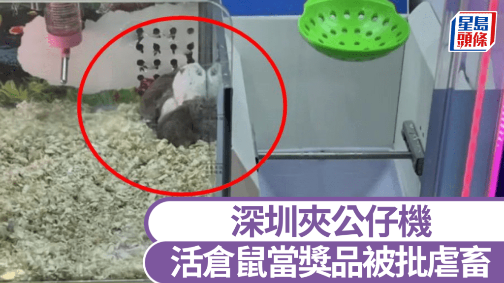 電玩城用活倉鼠作獎品。