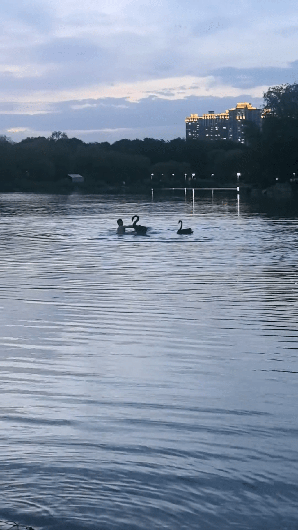 內蒙古包頭奧體公園湖中上演人鵝互毆。 抖音 內蒙古包頭奧體公園湖中上演人鵝互毆。 抖音