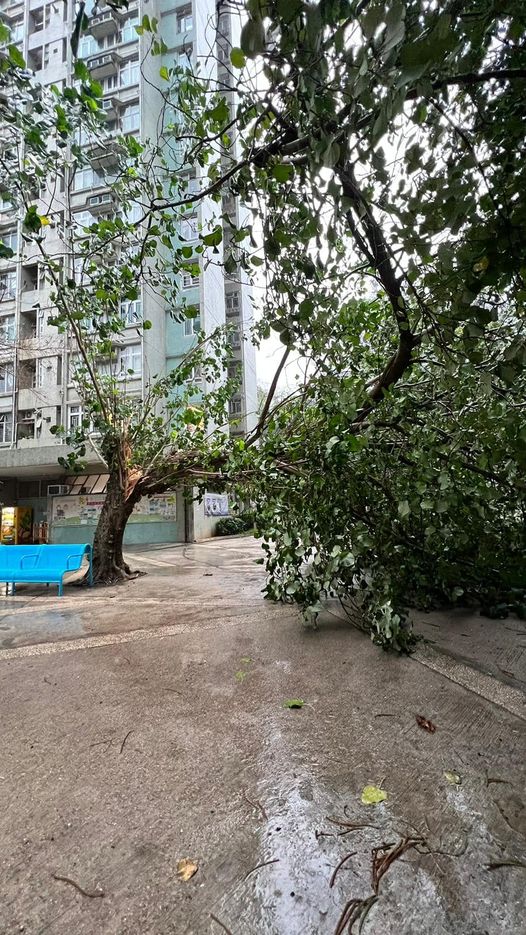 本港發生多宗塌樹事故。網上圖片