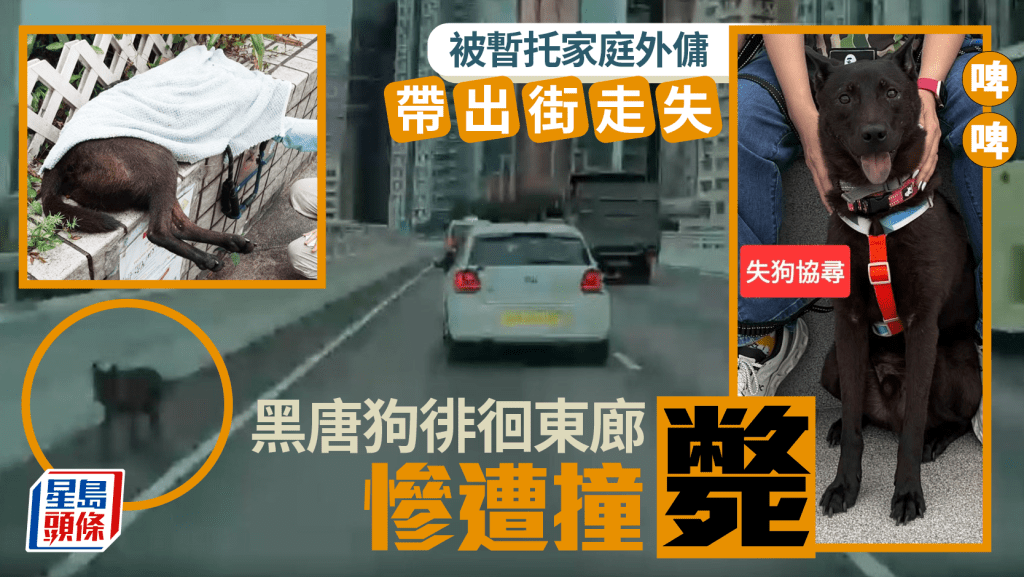 黑唐狗被暫托家庭外傭帶出街走失 徘徊東廊4小時慘遭撞斃