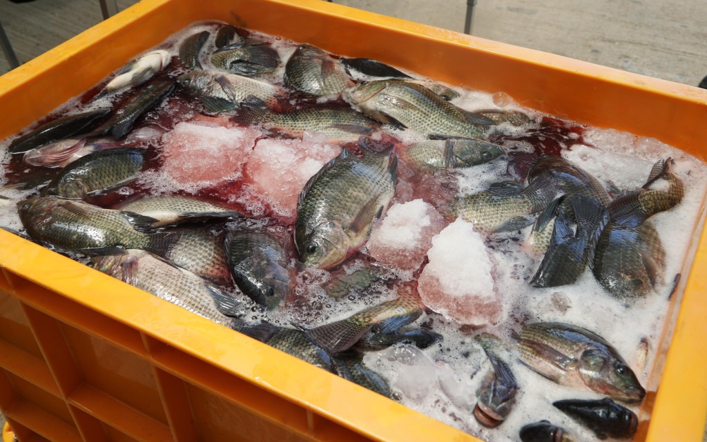 漁護署收魚秤重，發現寶石魚和羅非魚每條平均重量約一斤。吳艷玲攝