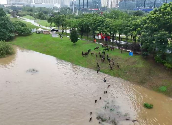 湖南长沙37匹价值百万的马匹，在救援员协助下，游过湘江到安全地方。