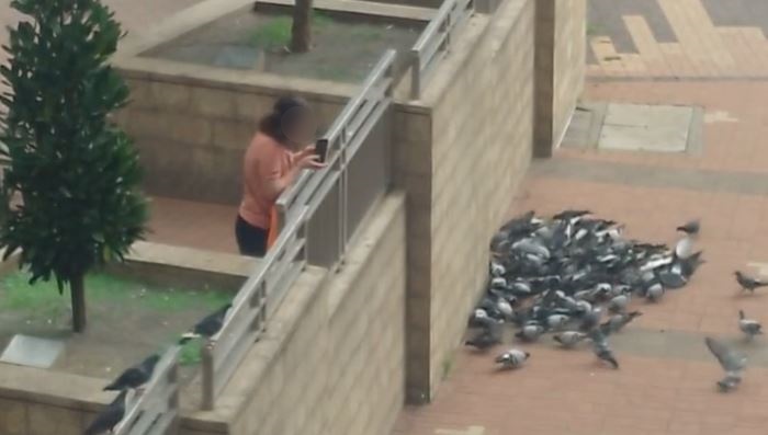 引來數十隻野鴿啄食。