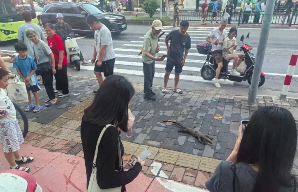 中山日前街頭出現一條五爪金龍標本。極目新聞 中山日前街頭出現一條五爪金龍標本。極目新聞
