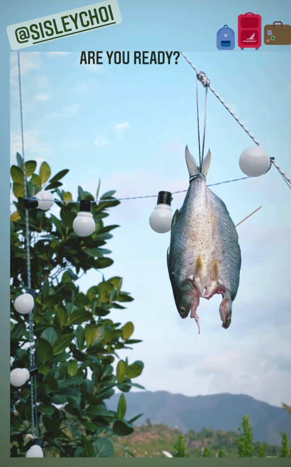 馬友魚。