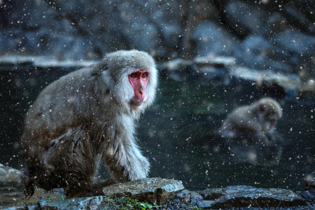 下雪的時候,地獄谷內環境十分昏暗,剛好有一抹光線照射到雪猴的面部,形成豐富的立體感,將雪猴放在畫面的左邊,在溫泉中的雪猴放在右邊,形成前後呼應的構圖。(圖片提供:馮敏如) 下雪的時候,地獄谷內環境十分昏暗,剛好有一抹光線照射到雪猴的面部,形成豐富的立體感,將雪猴放在畫面的左邊,在溫泉中的雪猴放在右邊,形成前後呼應的構圖。(圖片提供:馮敏如)