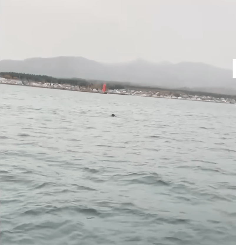 一名渔民于上午9时半返航途中,竟在陆奥湾海面看见一头黑熊正奋力划水。Youtube@朝日新闻截图 一名渔民于上午9时半返航途中,竟在陆奥湾海面看见一头黑熊正奋力划水。Youtube@朝日新闻截图