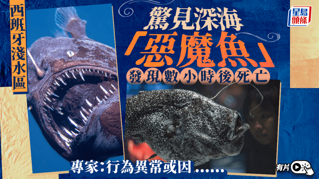 淺水區首見深海「惡魔魚」 西班牙專家：或「因為咁」行為異常｜有片