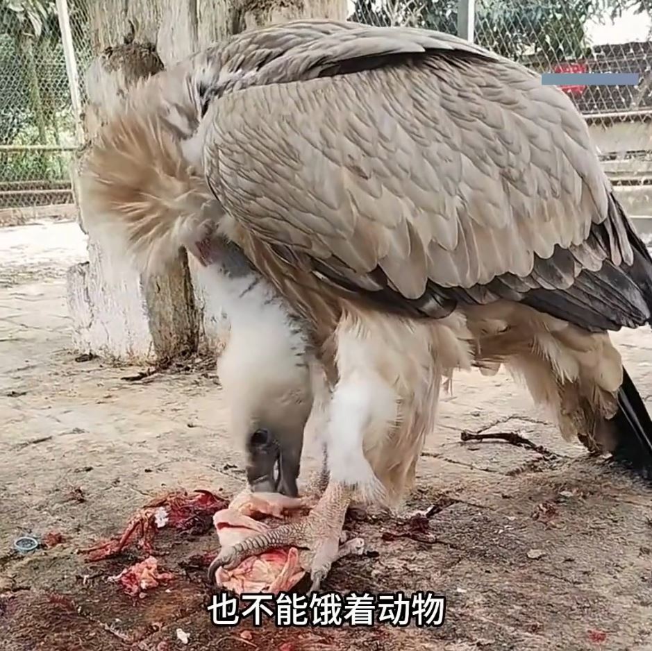 「最寒酸動物園」之前雖無遊客，但在馮元勇悉心照顧下，所有動物仍肥肥白白。抖音@小五動物園