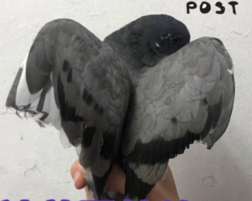香港動物報FB