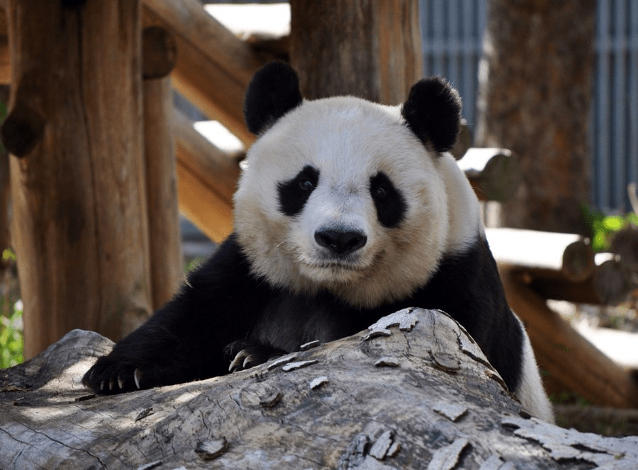 旅日大熊猫「旦旦」生前照片。