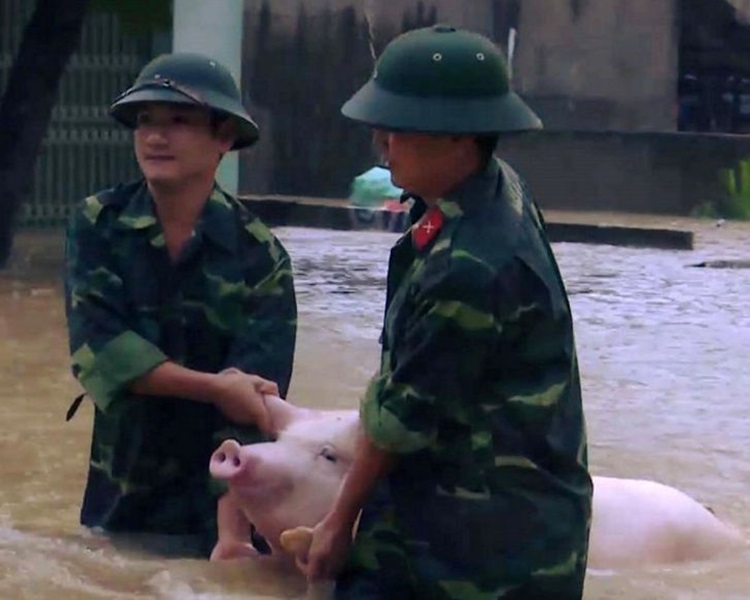 有關人員協助搶救豬隻。