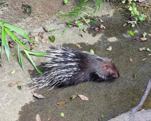 一隻箭豬誤墮引水道。梁國峰攝