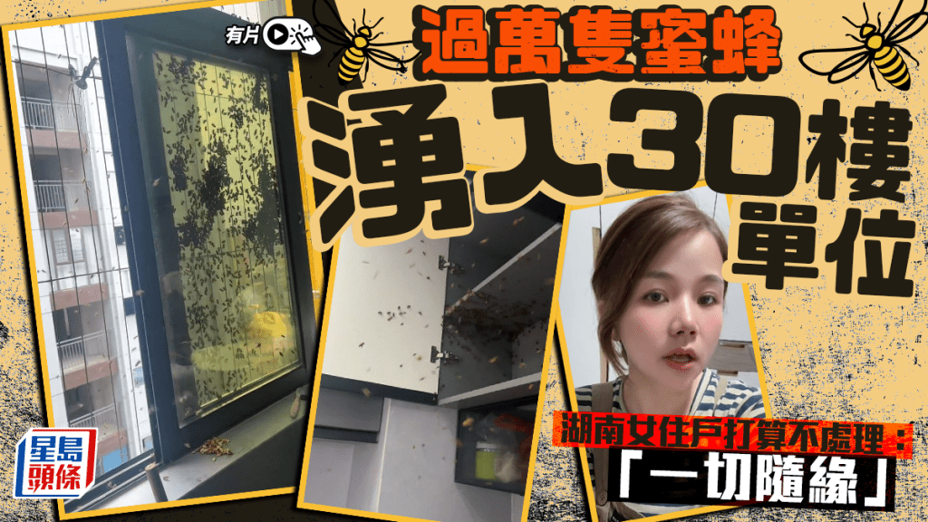密集恐懼︱上萬蜜蜂湧入30樓單位  女住戶處理出人意表︱有片