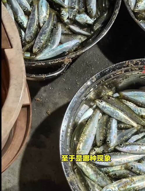 有遊客撈了三盆魚。