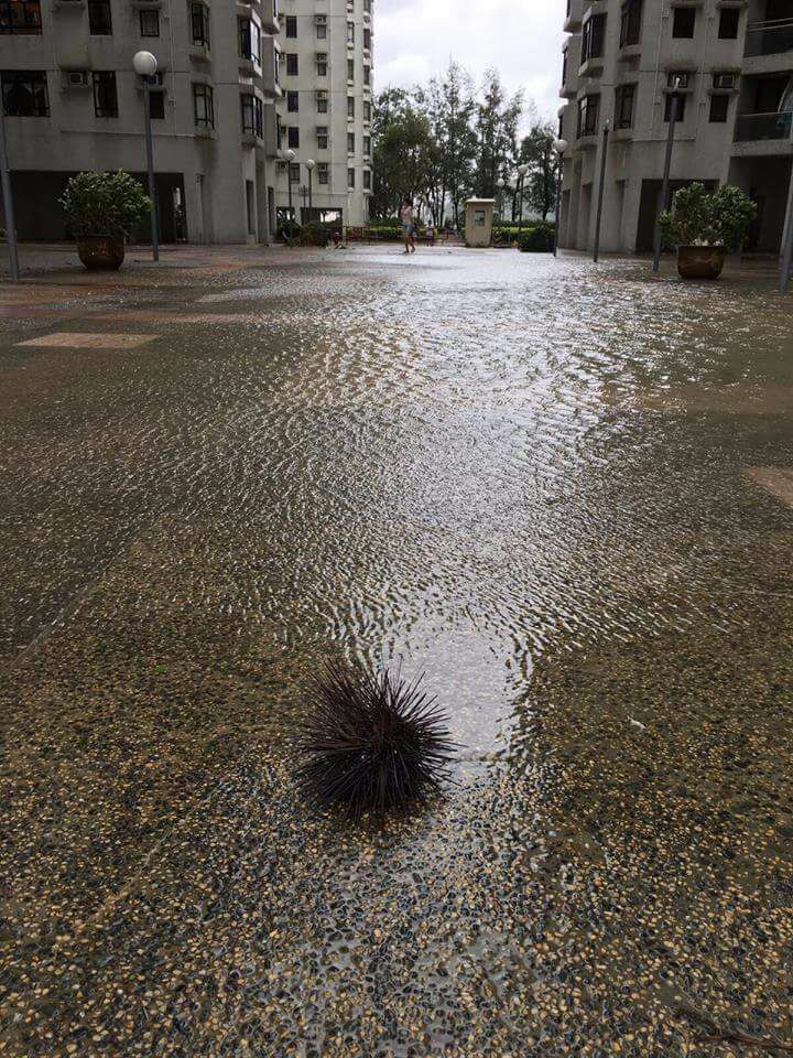 海膽沖上杏花邨。網上圖片