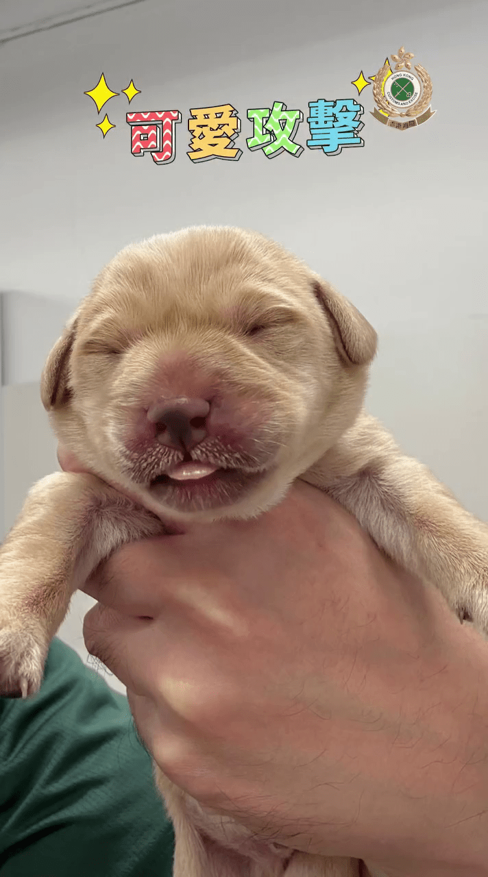 海關期望，9隻幼犬能健康快樂成長，將來能與父母一樣，成為出色搜查犬。