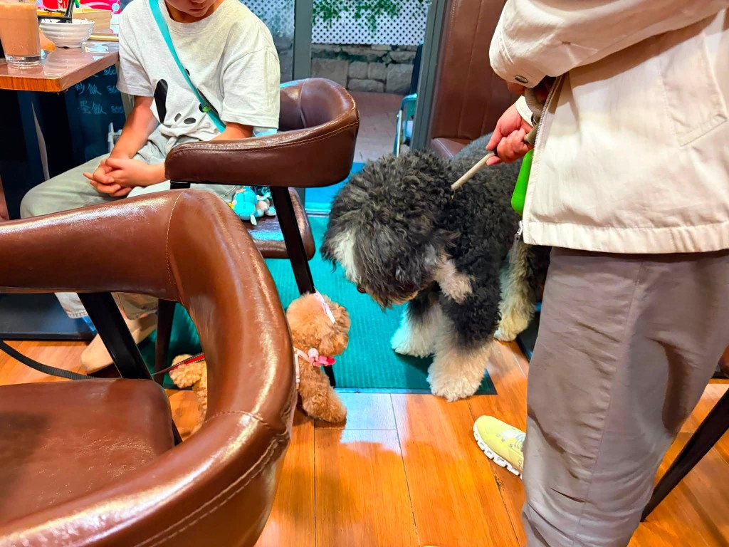 田北辰指「Aspen」雖體型較大，但性格溫馴親人。